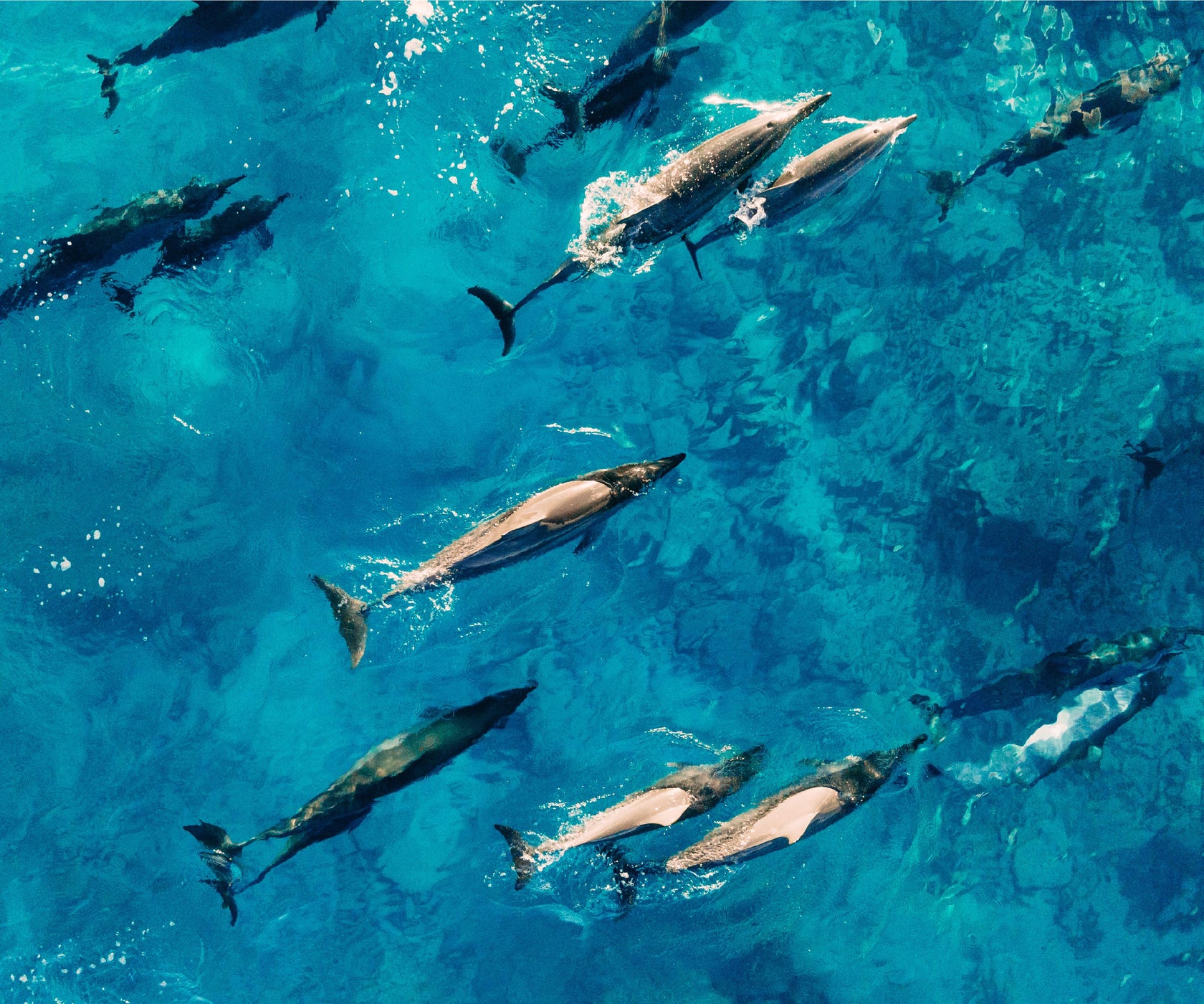 areal view of a pod of dolphins swimming in the ocean 